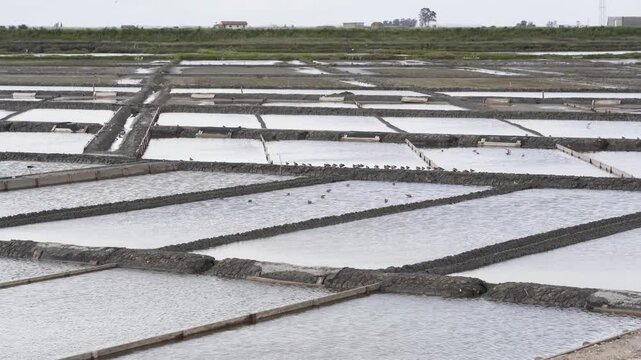 Close up view of a salt farm (salinas) in Ria de Aveiro, farm full of water waiting for the evaporation process. Windy day creating some movement on the water. Edges of the salinas full of small birds