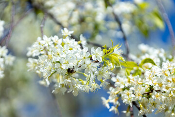 Wild Himalayan Cherry (Prunus cerasoides) or thai sakura flower