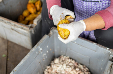 Cocoa beans and cocoa pod on a wooden surface.