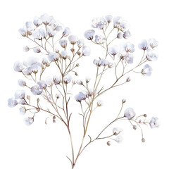 Delicate watercolor painting of two Gypsophila paniculata branches on white
