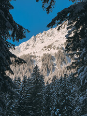 Majestic snow-covered mountain peak rising above a dense pine forest on a clear winter day