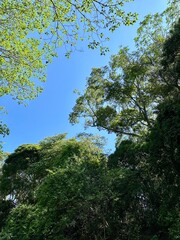 Tropical Stream in Paraguay