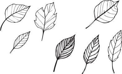 Fototapeta premium Set of leaves, flat silhouette. Hand drawn vector illustration