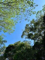 trees and sky