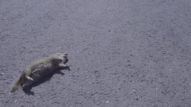 The European souslik (Spermophilus suslicus) is shot down on a highway that cuts through a burrowing settlement and the animals are forced to run across the road, where cars are being crushed.