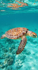 Obraz premium Turtle Swimming in Clear Ocean Water Underwater