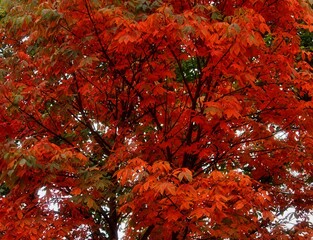 Bright red colored maple tree leaves with only low green dabs in autumn, ideal as a background image.