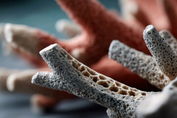 Macro view of intricate coral structure with porous surface, displaying natural textures and colors on a neutral background.
