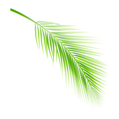 Coconut leaf summer icon design element 