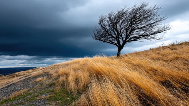 Lone leafless tree on a grassy hill under dark stormy clouds, dramatic landscape scene