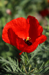 red poppy flower