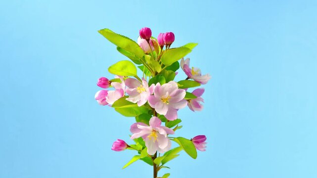 Spring flowers malus spectabilis blossoming flowers time-lapse photography