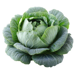 Fresh green cabbage head vegetable nutrition healthy eating ingredient on transparent background