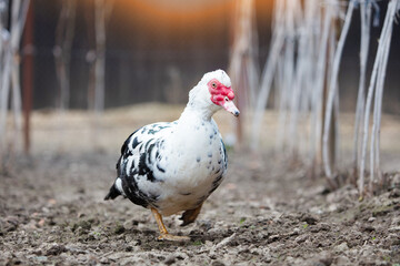 A close-up of a speckled Muscovy duck walking on the ground.