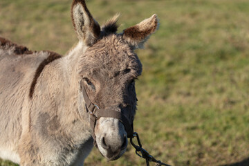 Close-up of the muzzle of a grey shaggy donkey.