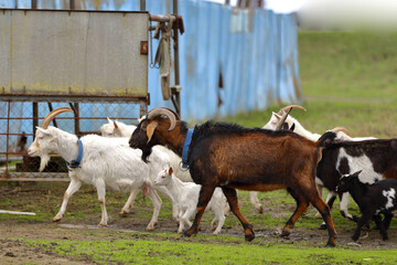 Obraz premium A herd of goats of different ages and colors graze in a meadow.