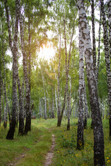 Birch grove with a path overgrown with green grass in the rays of the setting sun.