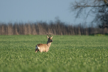 Roe deer in the green wheat