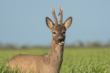 Roe deer in the green wheat