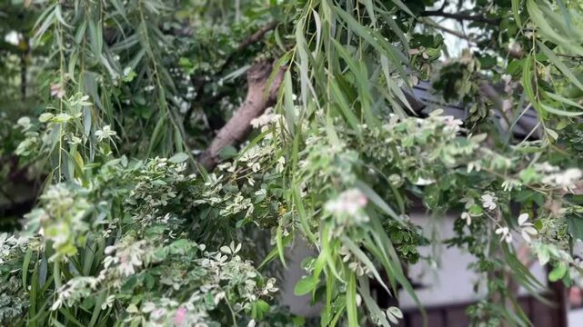 Variegated Madras Thorn branches with green and cream leaves hanging in garden close-up
