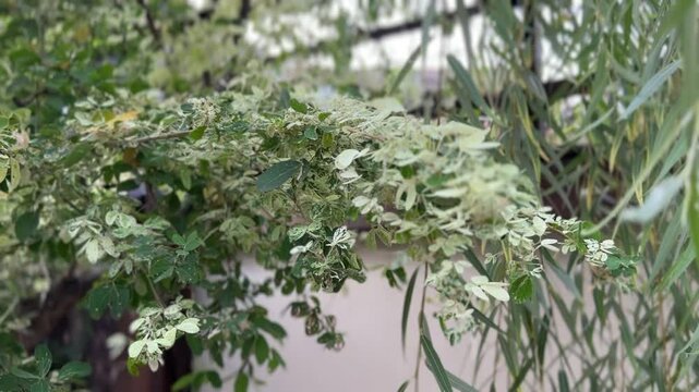 Close-up of variegated Madras Thorn with cream and green leaves in natural garden setting
