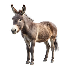 A standing donkey with thick, slightly rough brown fur, large ears standing upright, and dark expressive eyes. The mane is short, and the tail has a tuft of hair at the end.  ,