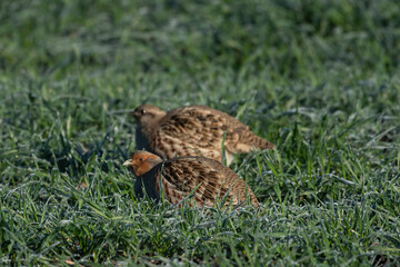 Grey partridge Perdix perdix)
