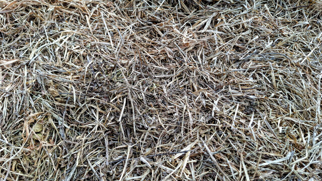 Close-up photos show a dense, textured layer of dry thatch with blades of grass and plant material visible in varying shades of cream and light brown.