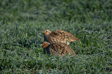 Grey partridge Perdix perdix)