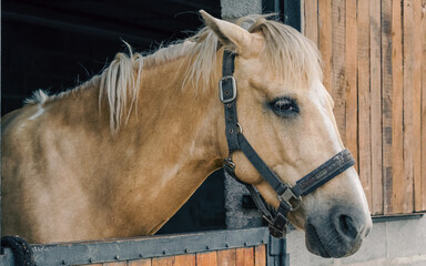 horse in a stable at a farm closeup