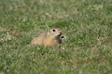 European ground squirrel on the grass in its natural environment