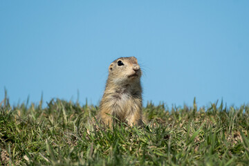 European ground squirrel on the grass in its natural environment