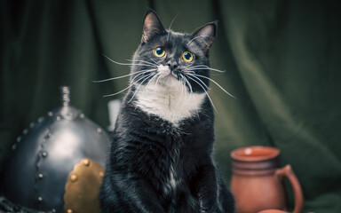 close-up portrait of adult mongrel yellow-eyed cat on a dark green background