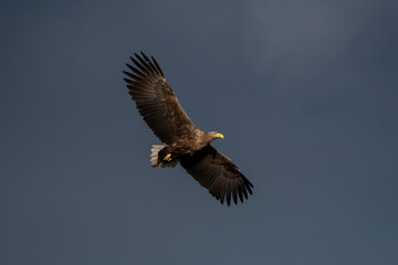 White-tailed eagle in flight