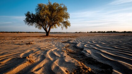 Fototapeta premium Solitary tree in a desert landscape during sunset with rippled sand dunes and clear sky