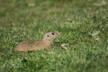 European ground squirrel on the grass in its natural environment