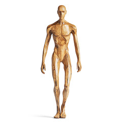 Wooden Male Anatomy Sculpture on a Transparent Background