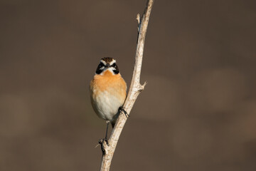 Whinchat Saxicola rubetra
