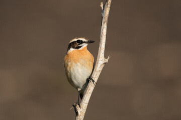 Whinchat Saxicola rubetra