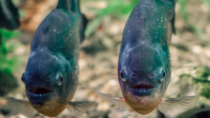 two piranha fish in water close up