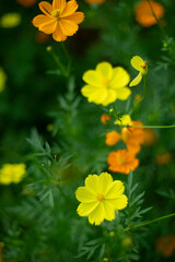 cultivars can reach 6 feet.   
Leaves: The leaves Cosmos bipinnatus are pinnately compound, finely divided, and fern-like, adding a delicate texture to the plant.   
