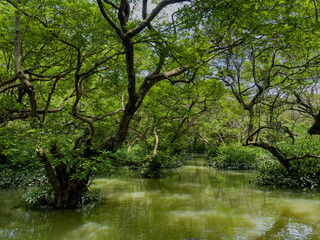 Rare Freshwater Wetland Ecosystem. Ratargul Swamp Forest in Sylhet, Bangladesh