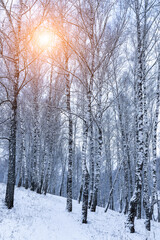Birch grove after a snowfall on a winter. Sunlight breaking through the branches.