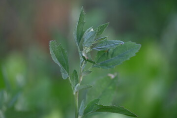 Chenopodium album plants. It  is a fast growing weedy annual plant in the genus Chenopodium. It's other names  lamb's quarters, melde, goosefoot, wild spinach and fat-hen. It is a popular greens.
