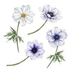Anemones white and soft purple with green leaves. Watercolor botanical set of isolated illustrations, suitable for greeting cards, wedding invitations, branding, packaging and spring design.