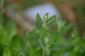 Chenopodium album plants. It  is a fast growing weedy annual plant in the genus Chenopodium. It's other names  lamb's quarters, melde, goosefoot, wild spinach and fat-hen. It is a popular greens.
