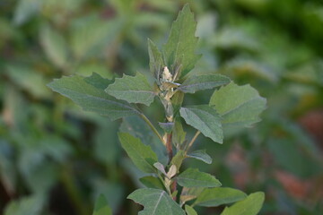 Chenopodium album plants. It  is a fast growing weedy annual plant in the genus Chenopodium. It's other names  lamb's quarters, melde, goosefoot, wild spinach and fat-hen. It is a popular greens.
