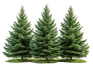 Obraz premium Three Tall Evergreen Trees Nature Scene Forest Landscape