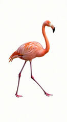 Fototapeta premium Flamingo Walking Isolated on White Background Tropical Bird