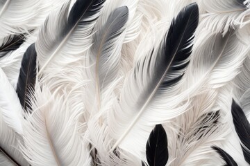 Fototapeta premium Abstract background showing ablack and white feathers pattern